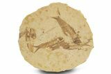 Fossil Fish (Knightia) Mortality Plate - Wyoming #327797-1